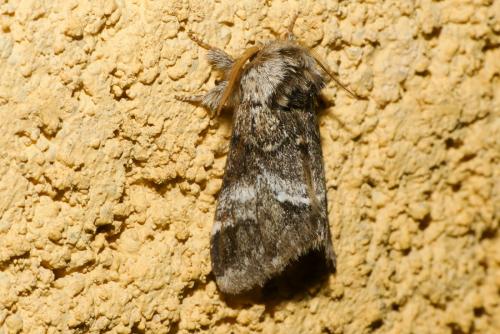 Réf. 253 639 : Drymonia dodonaea